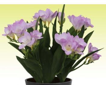 小苍兰怎么种植和养护（小苍兰的栽培技术要点）