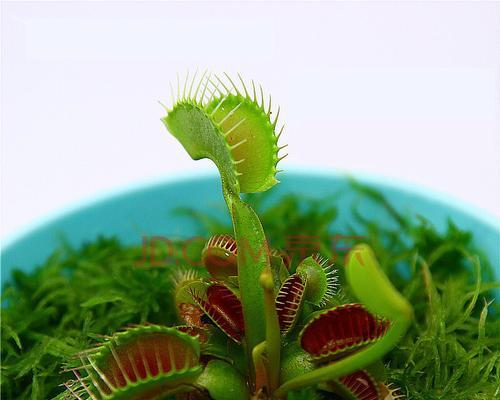 食人花的花语及寓意（探秘食人花的花语与象征意义）