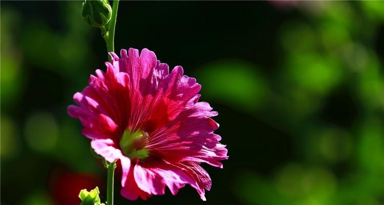 蜀葵花（探寻蜀葵花的深层寓意与文化价值）