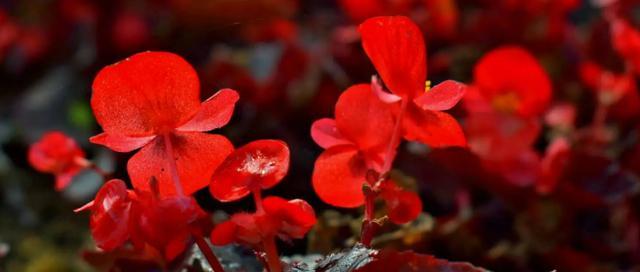 四季海棠花的花语之美（探寻四季海棠花所代表的深刻寓意）