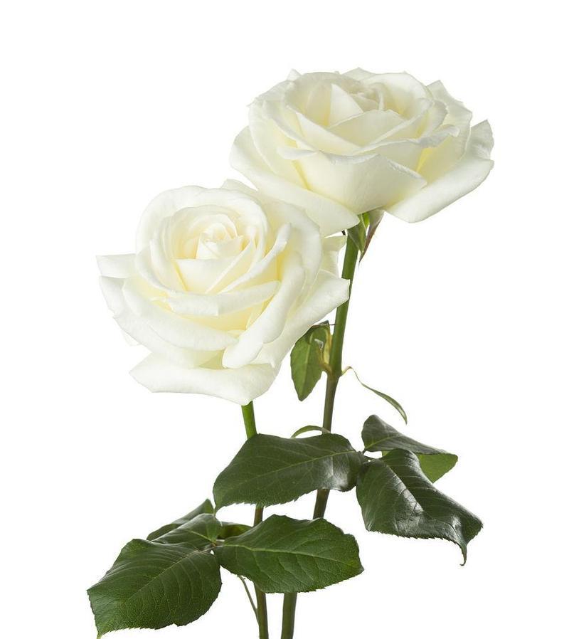 白玫瑰的含义与象征意义（用花言巧语表达心意）