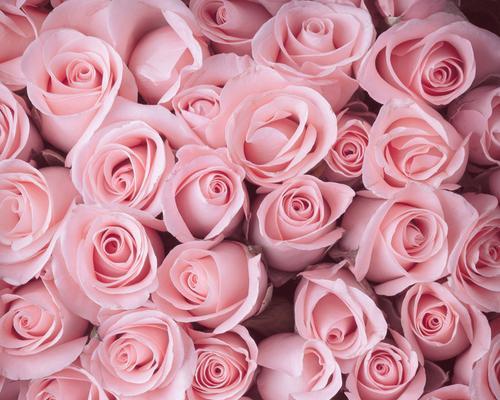 粉色玫瑰的象征意义（浪漫）