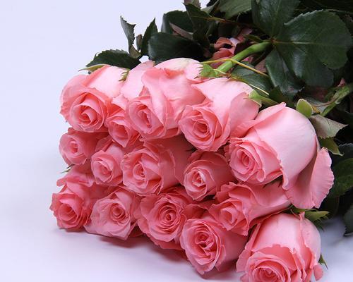 粉色玫瑰的象征意义（探寻粉色玫瑰背后的浪漫语言）
