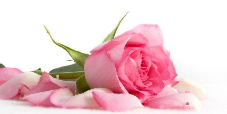 粉色玫瑰的象征意义及表达方式（以送粉色玫瑰传递情感的艺术）