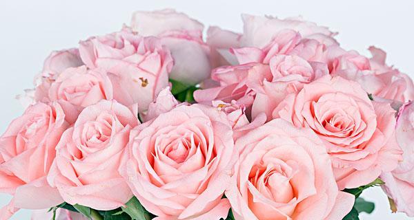 粉色玫瑰的象征意义及表达方式（以送粉色玫瑰传递情感的艺术）