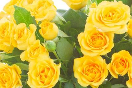 黄玫瑰的象征意义与文化背景（揭示黄玫瑰送礼的秘密与含义）