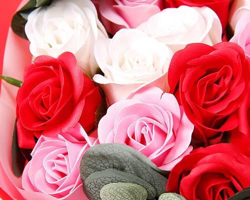 玫瑰花的含义及赠送几朵玫瑰花的心意（探索玫瑰花象征的深刻意义及不同朵数所代表的情感）