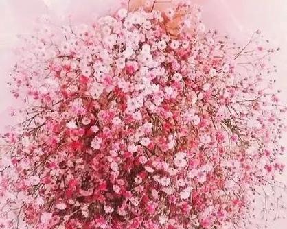 满天星代表的意义与象征（花语之美）