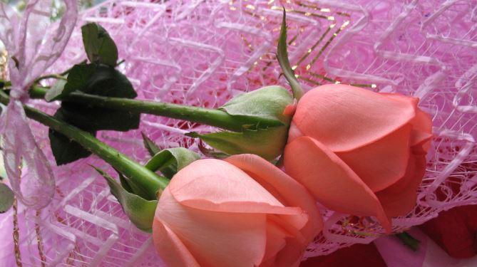 送玫瑰花的寓意与意义（传递爱与美的象征——玫瑰花的隐藏寓意）