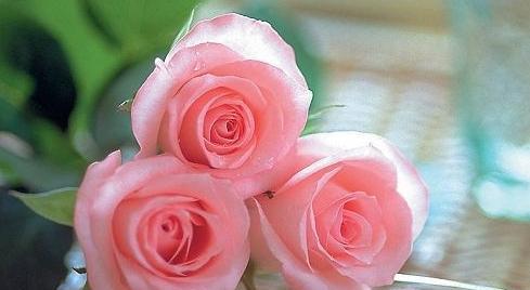 玫瑰花的含义——爱的表达之道（以送玫瑰花传达情感）