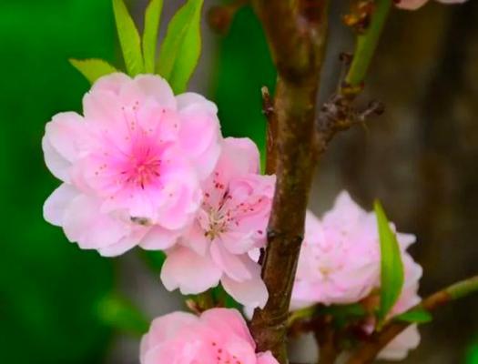 桃花的花语与寓意（探寻桃花的情感象征和文化内涵）