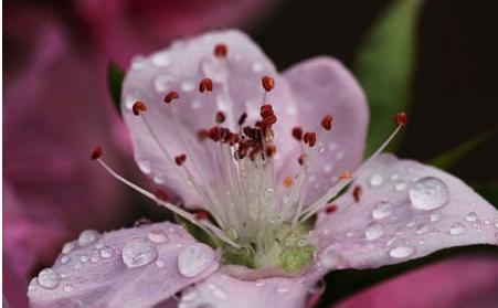 桃花的花语与寓意（探寻桃花的情感象征和文化内涵）