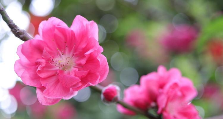 桃花的寓意与象征（探寻桃花背后的意义）