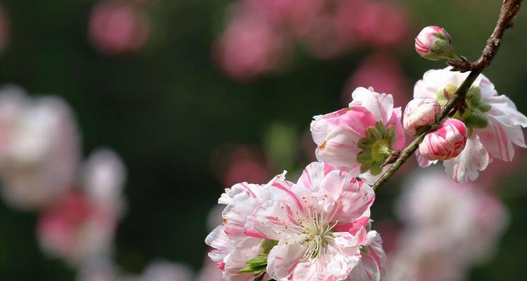 桃花花语的深意与象征（桃花花语传递的爱情与幸福）