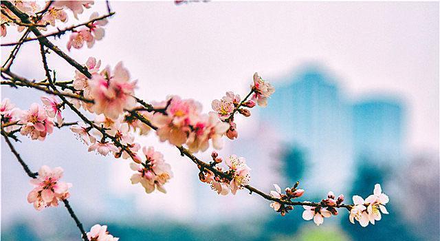 桃花花语的含义及象征（探寻桃花背后的深意与诗意）