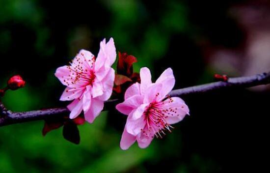 桃花花语的含义及象征（探寻桃花背后的深意与诗意）