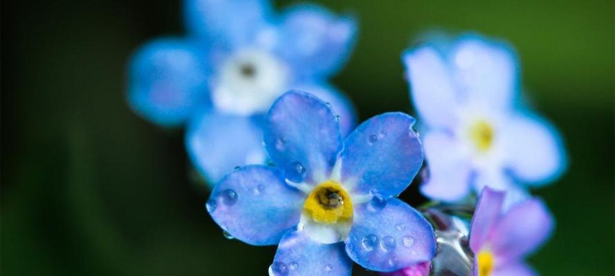 豌豆花（探寻豌豆花的花语与意义）