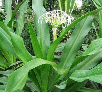 文殊兰花语（揭秘文殊兰的花语及其文化内涵）