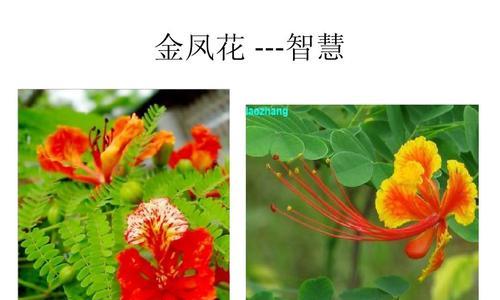 无忧花的花语（用花语传达心意）