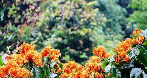 无忧花的花语（用花语传达心意）