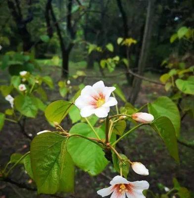 梧桐花的花语（揭开梧桐花的神秘面纱）