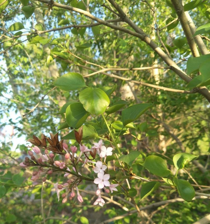 五瓣丁香花的寓意与传承（神圣的花朵）