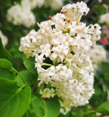 五瓣丁香花的寓意与传承（神圣的花朵）