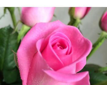 五朵玫瑰花的寓意与象征意义（探究五朵玫瑰花所代表的深层含义）
