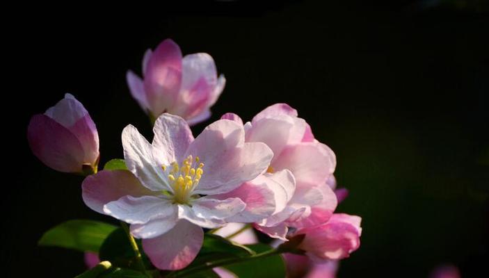 以西府海棠花语之美——寓意与魅力（探究西府海棠花的象征意义及其迷人魅力）