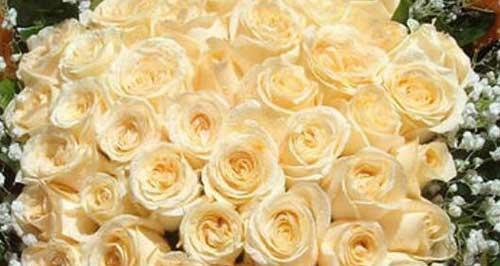 香槟玫瑰（传递温馨与喜庆的花朵——香槟玫瑰）