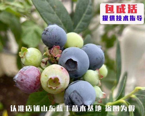 蓝莓树怎么种植和养护（简述蓝莓种植技术和管理）