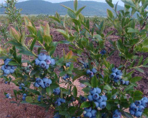 蓝莓树怎么种植和养护（简述蓝莓种植技术和管理）
