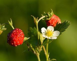 草莓的花是什么颜色的（草莓的正确养法）