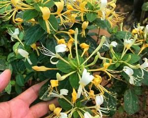 金银花种植前景如何（金银花的栽培技术要点）