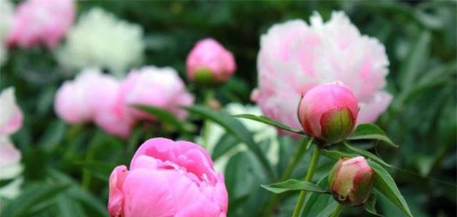 芍药花怎么养才能长好（了解芍药的栽培技术）