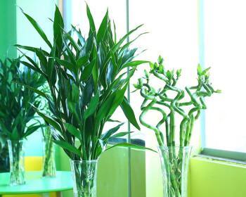 办公室适合养的绿植有哪些（适合办公室养的植物推荐）