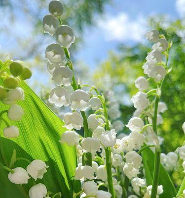 铃兰花怎么种植方法（养铃兰的注意事项）