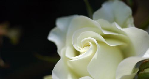白玫瑰的花语是什么（白玫瑰的寓意和象征）