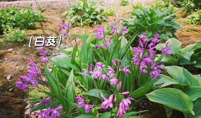 白兰花适合什么地方种植（白兰花的种植条件与条件）