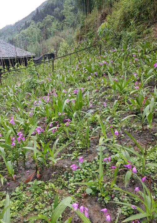 白兰花适合什么地方种植（白兰花的种植条件与条件）
