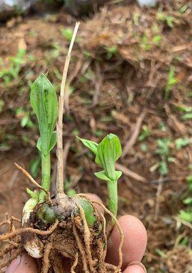 白兰花适合什么地方种植（白兰花的种植条件与条件）