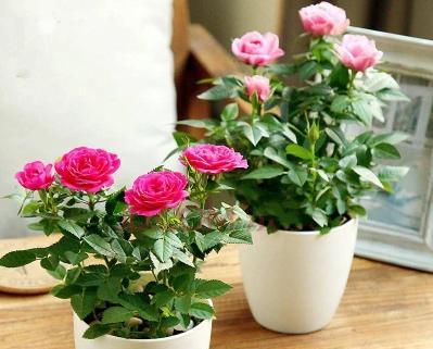 家里怎么养玫瑰花（关于玫瑰花种植方法与技巧）