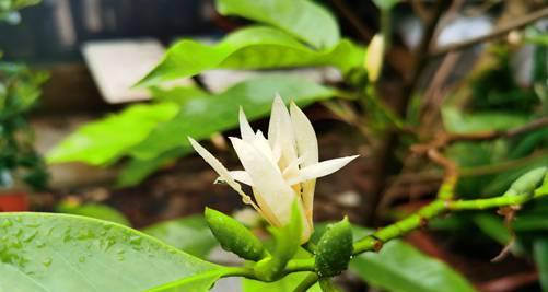 白兰花怎么养护（白兰花养护技巧）