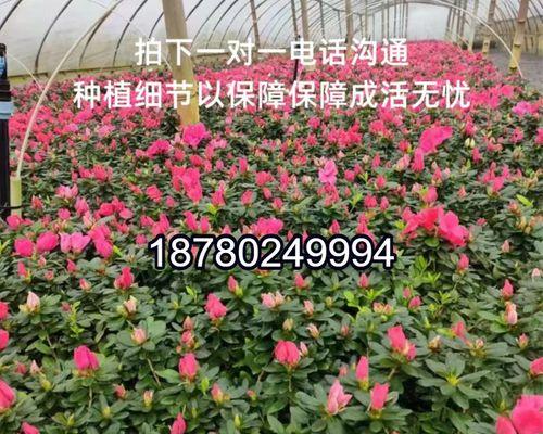 怎样养好杜鹃花（杜鹃花栽培技术要点）