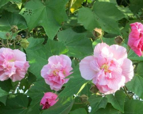 芙蓉花如何养护和浇水（芙蓉花的养护技巧分享）