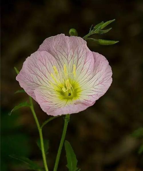 月见草什么时候开花（观赏月见草花期简介）