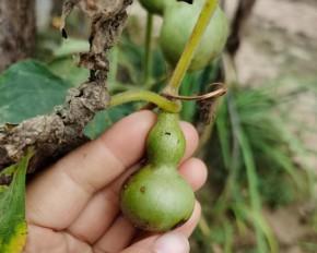 小葫芦种子怎么种植（葫芦种植方法和时间）