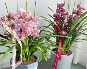 家庭如何养大花蕙兰（大花蕙兰的家庭养护指南）