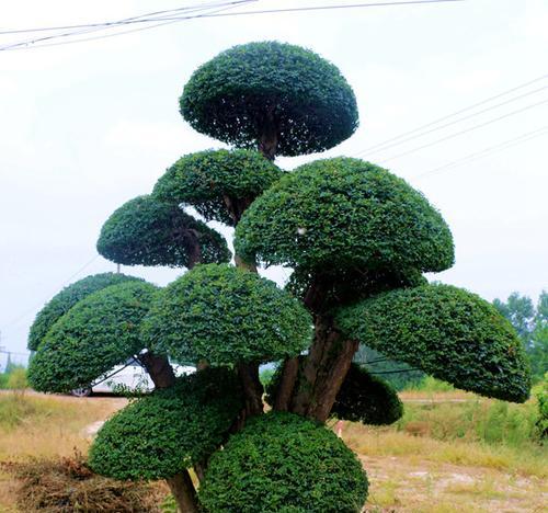 对节白蜡什么时候扦插（有关白蜡扦插时间和方法）