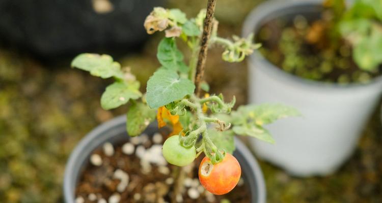 大西红柿怎么种植（番茄栽培技术要点）